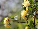 گل آبشار طلایی